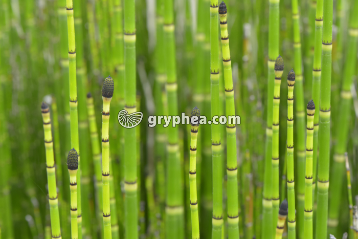 Prêles décoratives (Equisetum hyemale) - gryphea.com